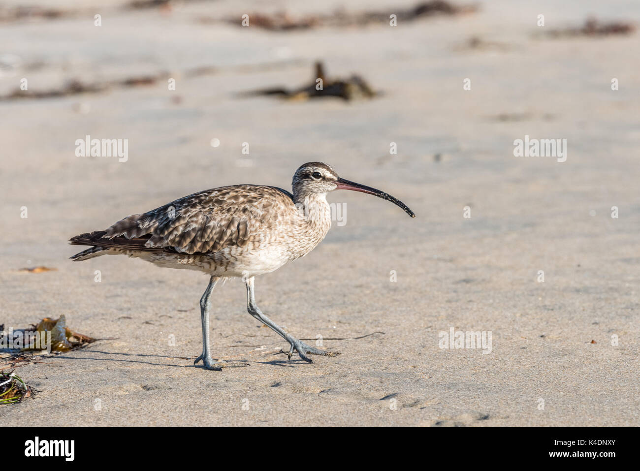 Zarapito Trinador, shore bird caminando por la playa cerca. Foto de stock