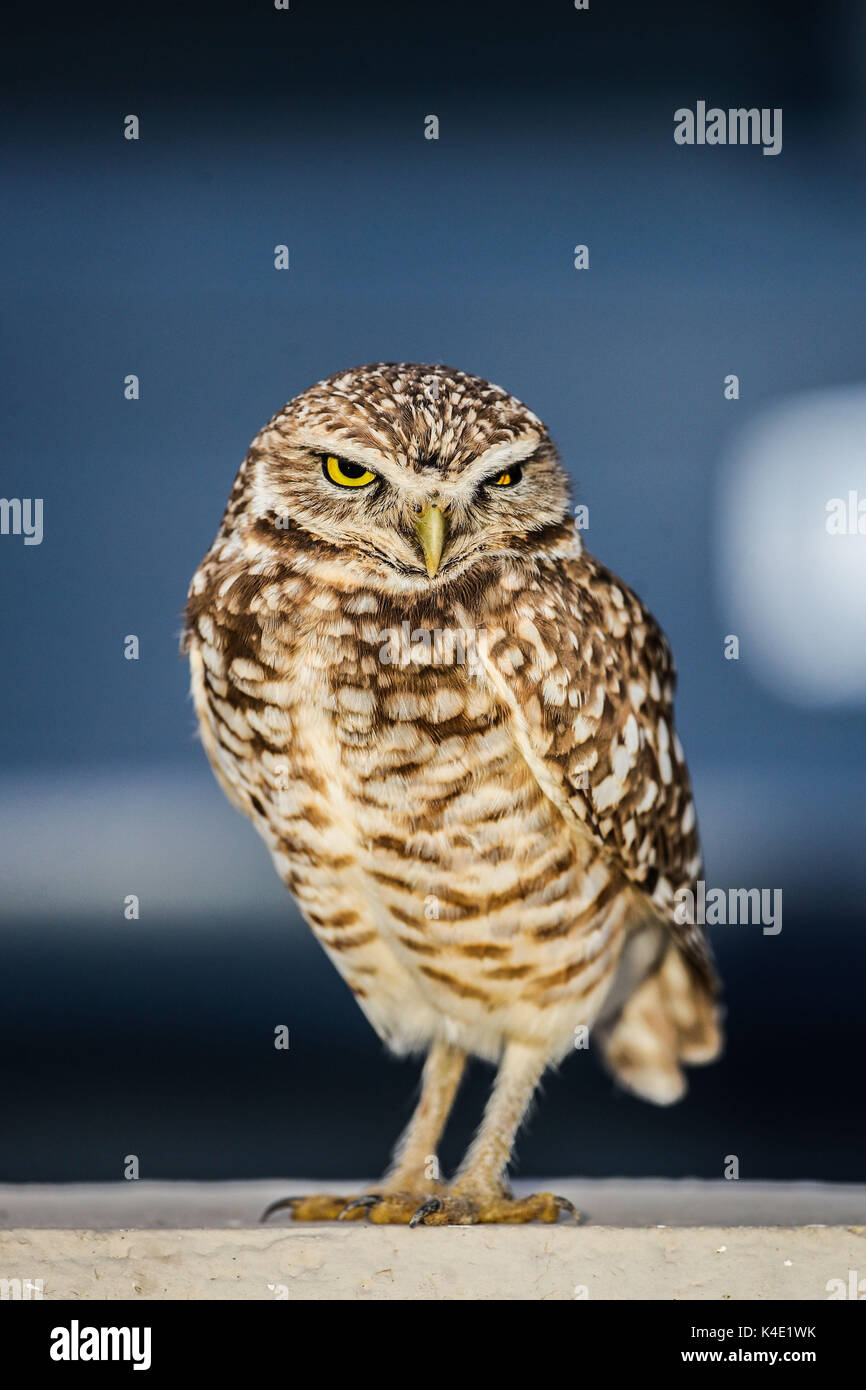 Un búho que vive en el estadio de Nacozari hereo aparece en la cancha