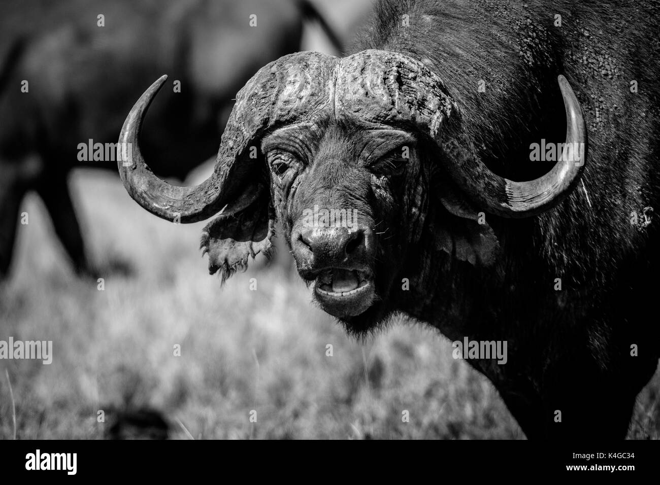 Cape buffalo, lewa wildlife conservancy, Kenia Foto de stock