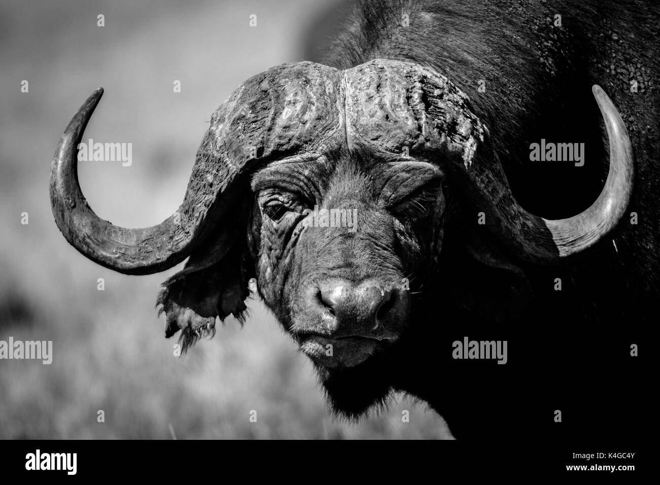 Cape buffalo, lewa wildlife conservancy, Kenia Foto de stock