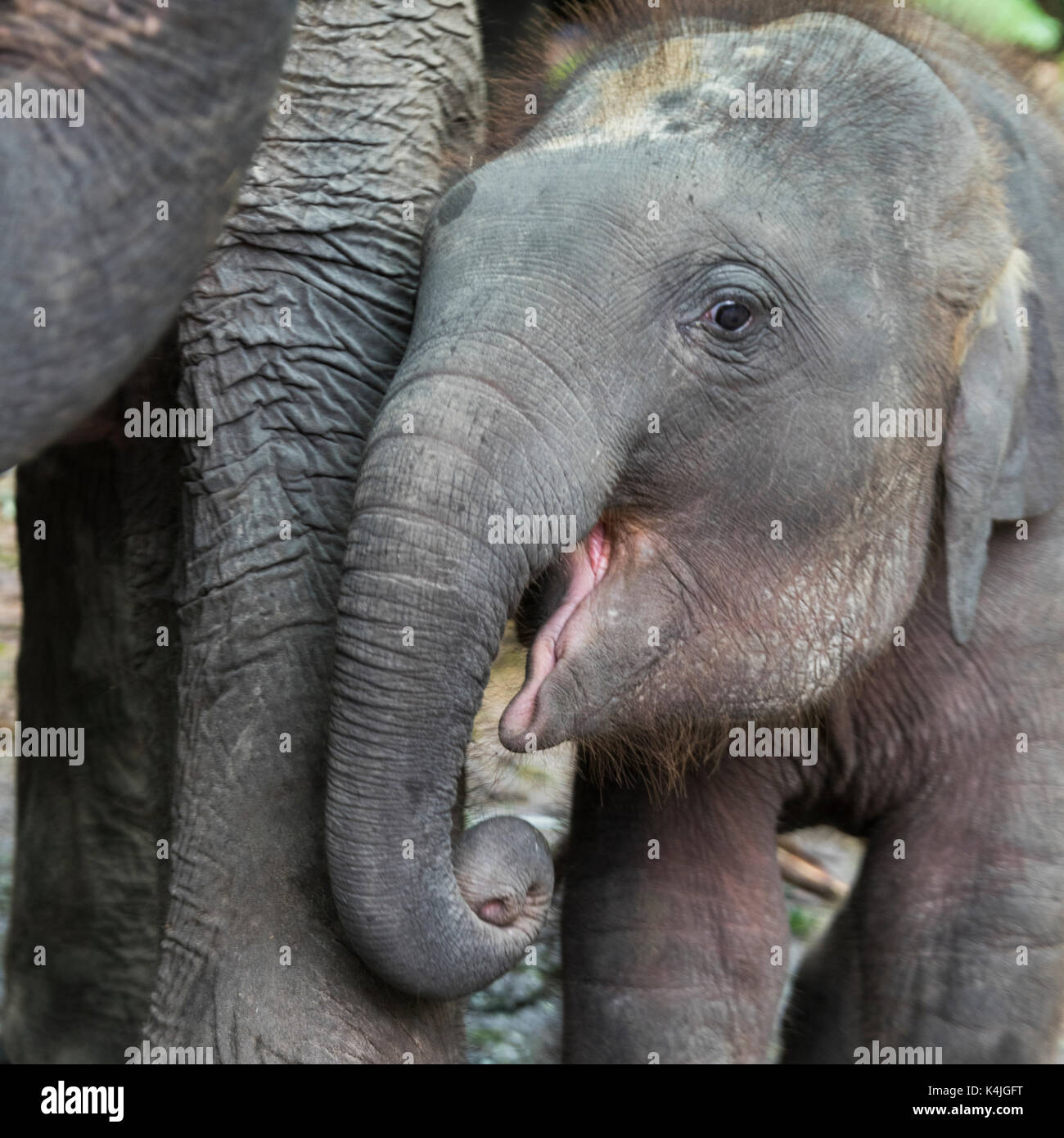 Close-up de la pantorrilla de elefante con su madre, Koh Samui, provincia de Surat Thani, Tailandia Foto de stock