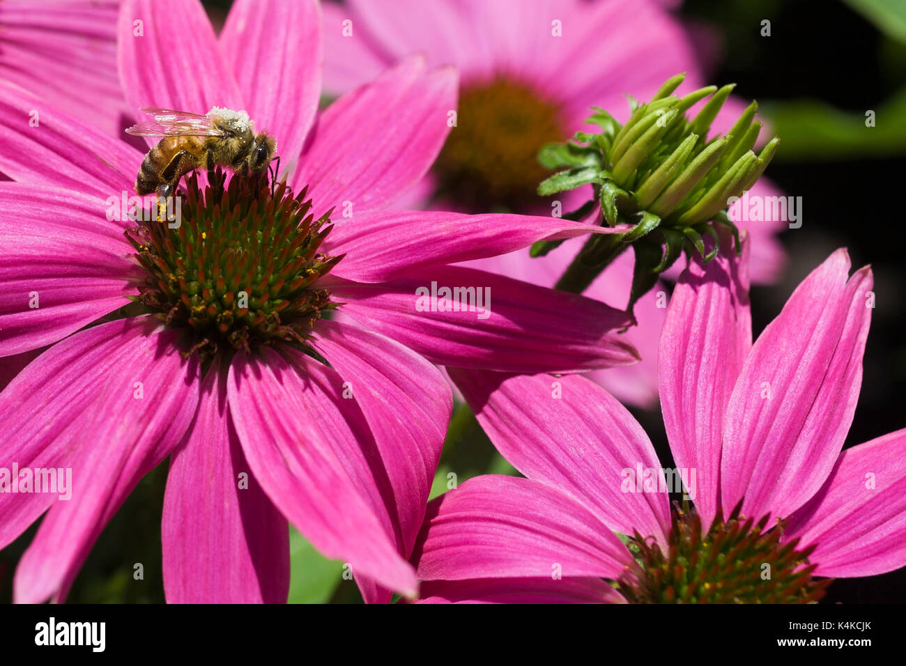 Cubiertas de polen de abejas (Apis mellifera) forrajeando para el néctar de equinácea, Rosa coneflower en verano, Montreal, Quebec, Canadá Foto de stock
