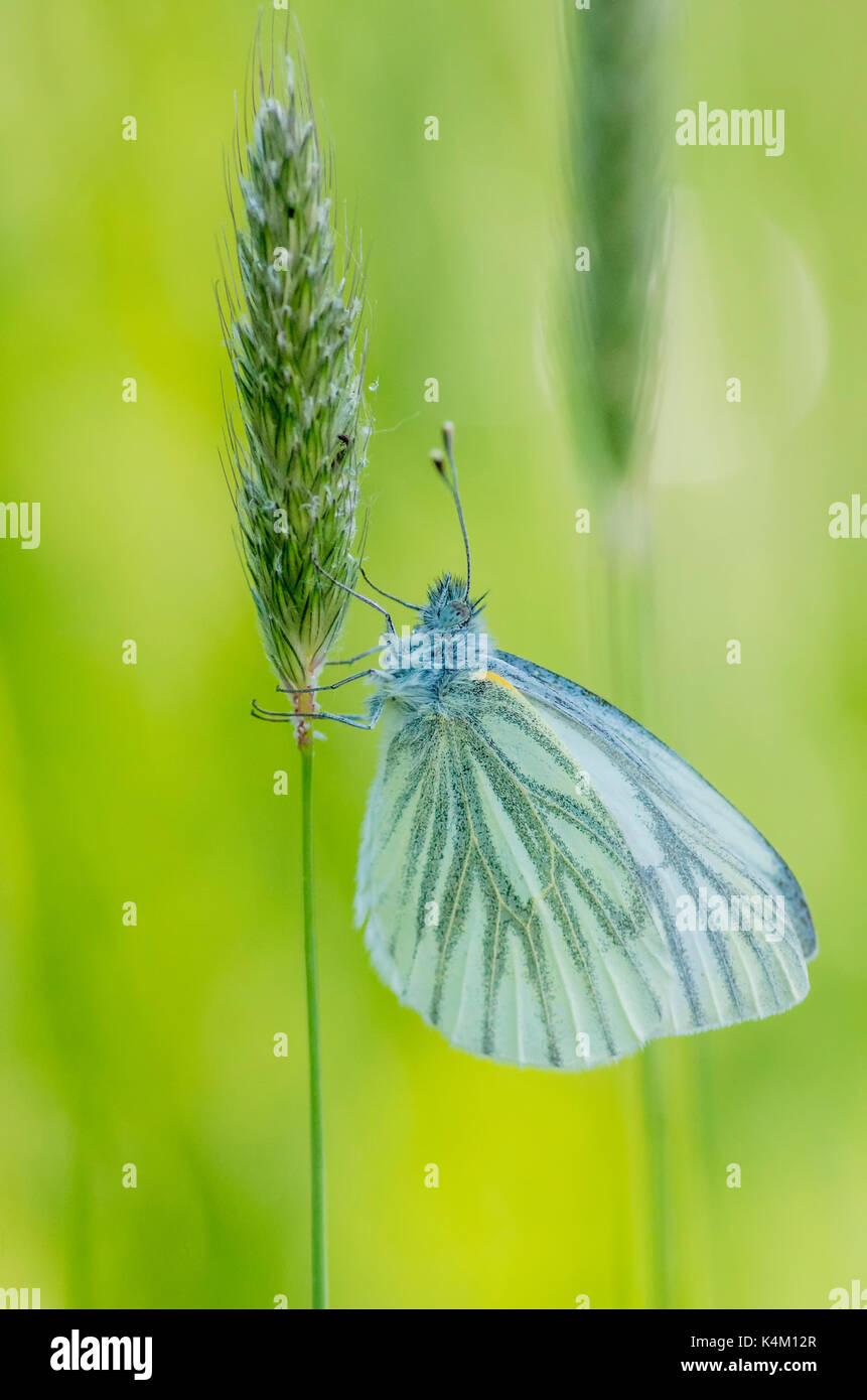 White Butterfly Green-Veined descansando sobre el césped Foto de stock