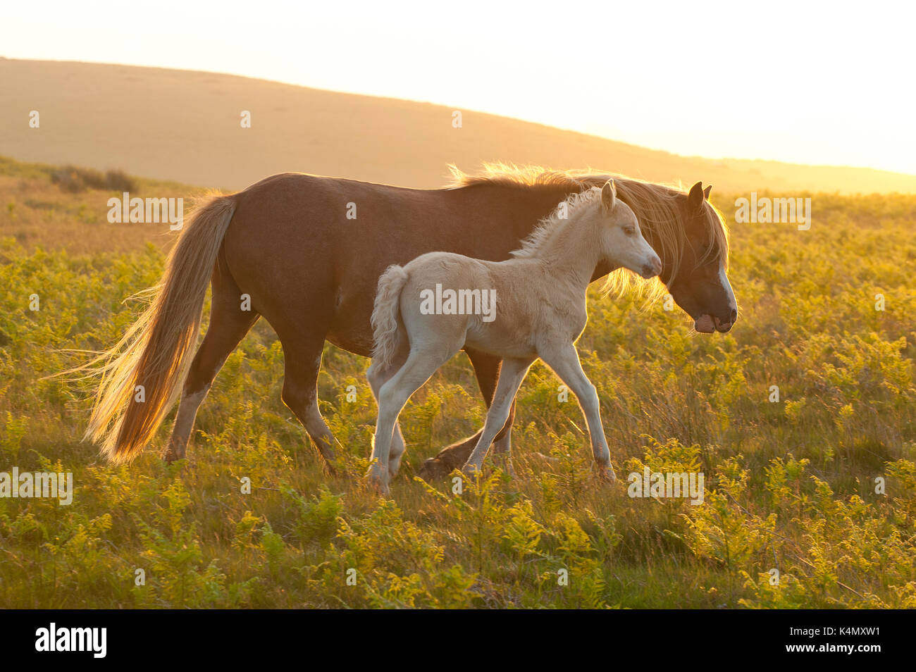 Welsh ponis y los potros en los páramos, epynt mynydd Powys, Gales, Reino Unido, Europa Foto de stock