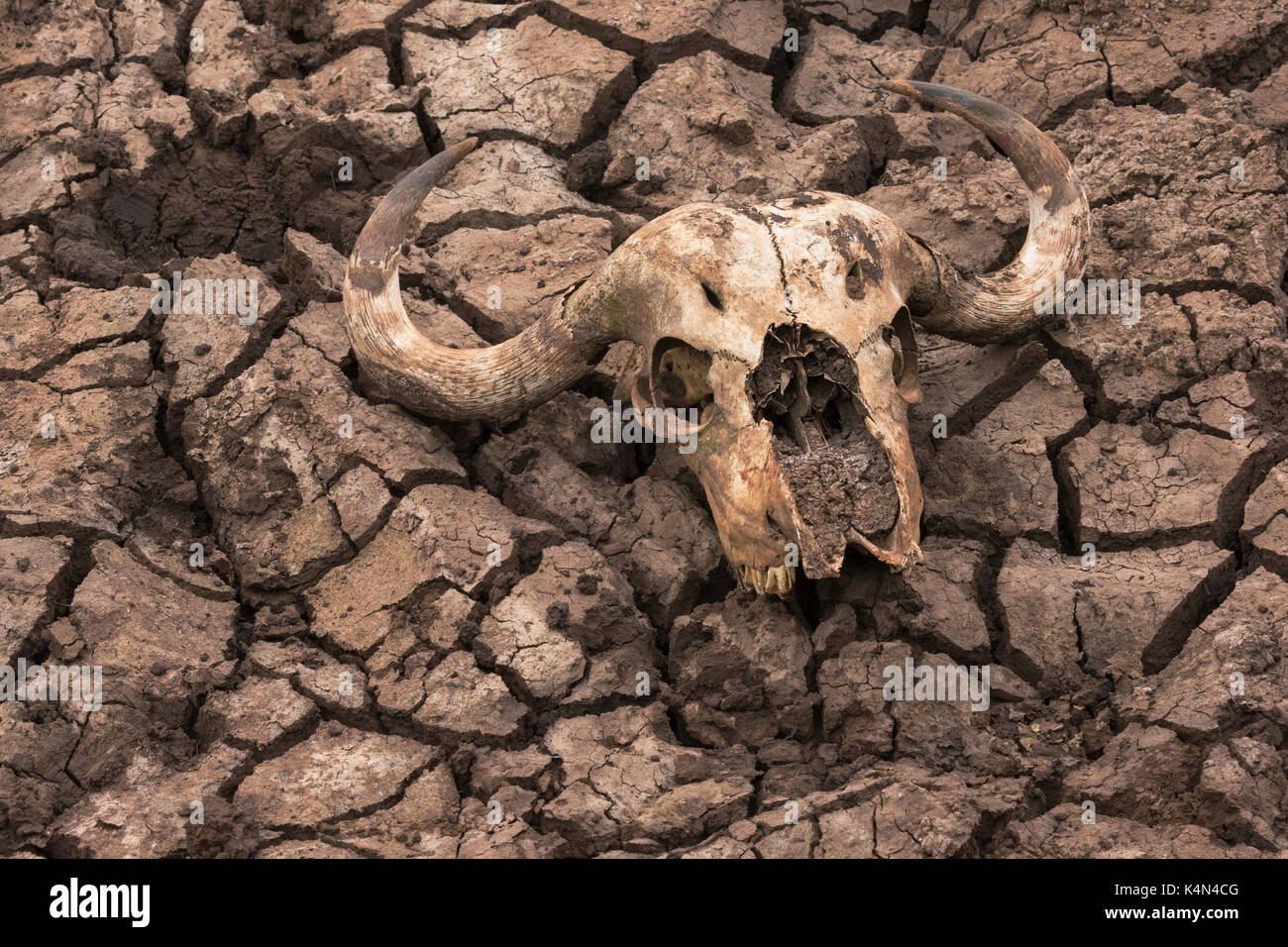Cape buffalo (Syncerus caffer) cráneo, zimanga Private Game Reserve, Kwazulu Natal, Sudáfrica, África Foto de stock