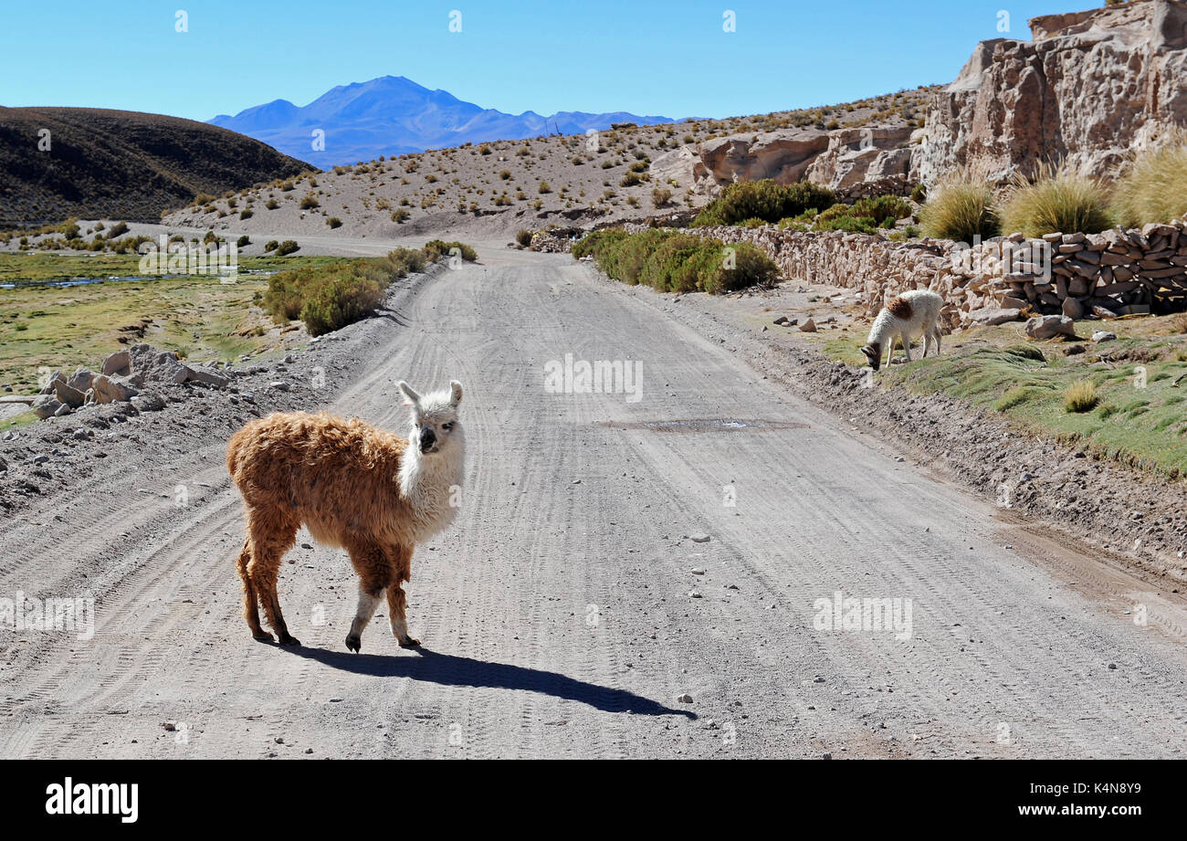 Llamas en un remoto camino en el sur de Bolivia. Foto de stock