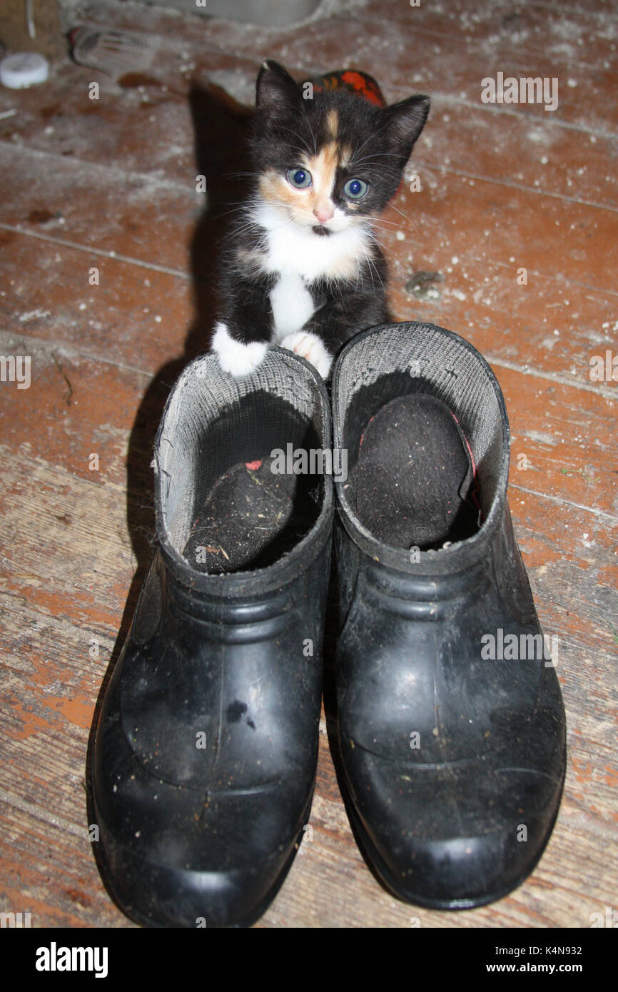 Curioso gatito juega con chanclas de de stock - Alamy