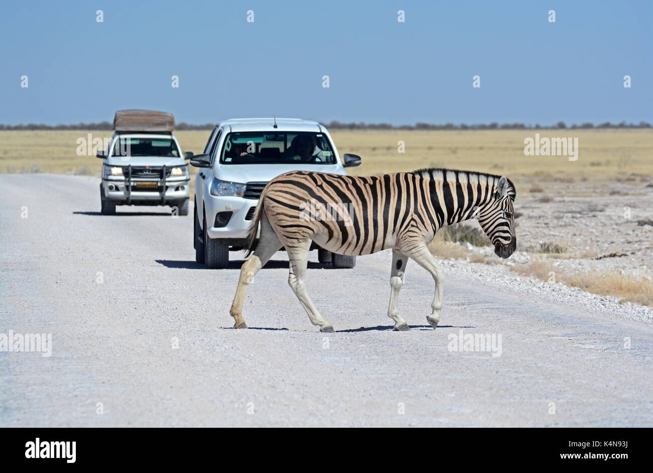 Paso de cebra; un burchell (llanuras) zebra cruza la carretera en el Parque Nacional Etosha, causando un poco de un atasco de tráfico. Foto de stock