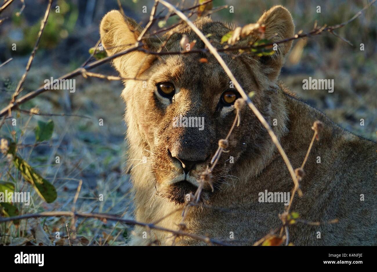 Viendo la cara de león Foto de stock