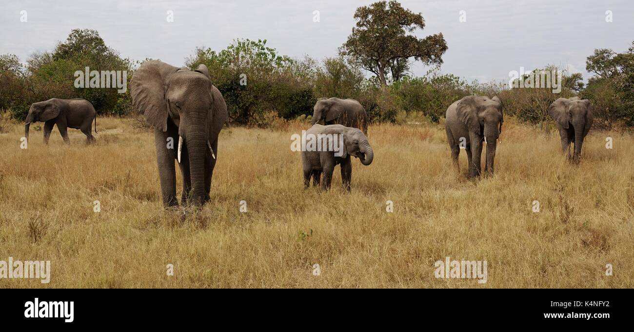 Manada de elefantes africanos Foto de stock