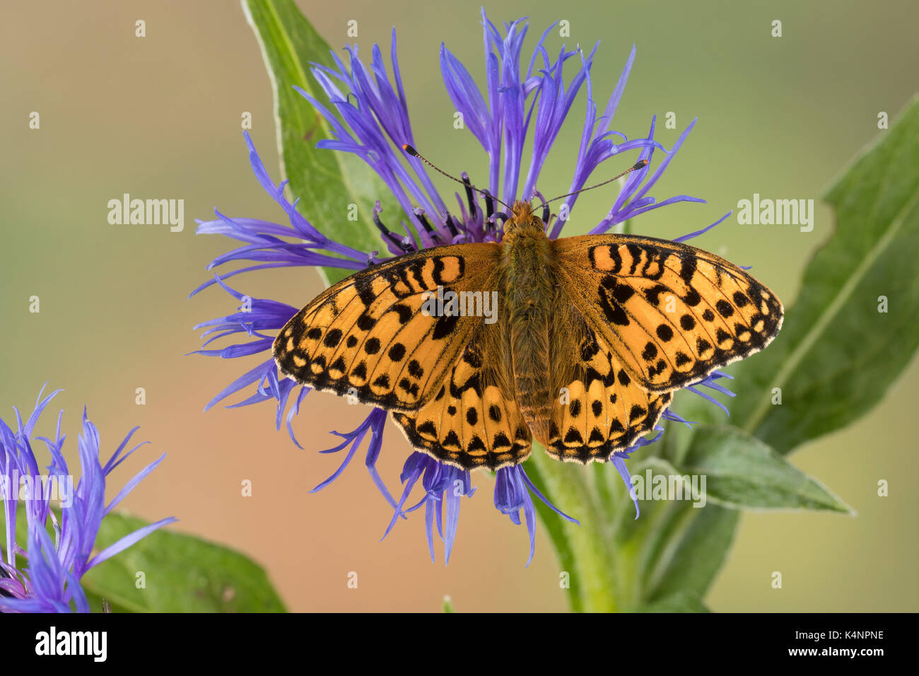 Großer Perlmuttfalter, Großer Perlmutterfalter, Großer Perlmutt-falter, Argynnis aglaja, Speyeria aglaja, Mesoacidalia aglaja, Fritillary Verde oscuro, Foto de stock