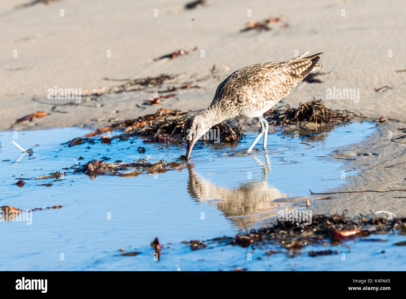 La reflexión del zarapito trinador, shore bird Foto de stock