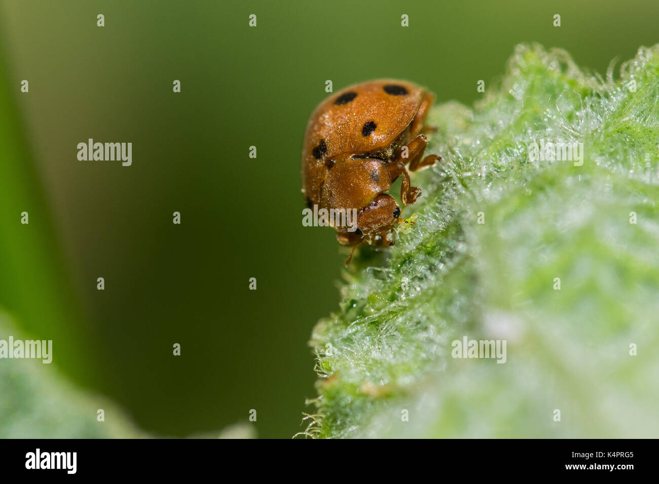 Naranja Calabaza mariquita (Henosipalachna elaterii) se alimentan de las hojas de un squirting pepino (Ecballium elaterium) en la campiña maltesa, Malta Foto de stock