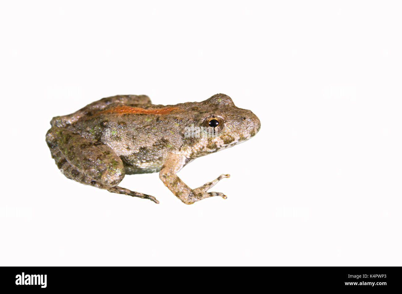 Blanchard's Cricket sapo (Acris blanchardi) aislado sobre fondo blanco. Foto de stock
