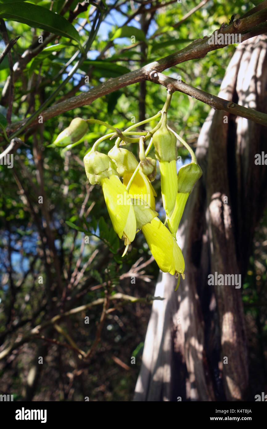 Flores de Sophora howinsula, conocido localmente como el lignum vitae, una especie de árbol endémico de la isla de Lord Howe, NSW, Australia Foto de stock