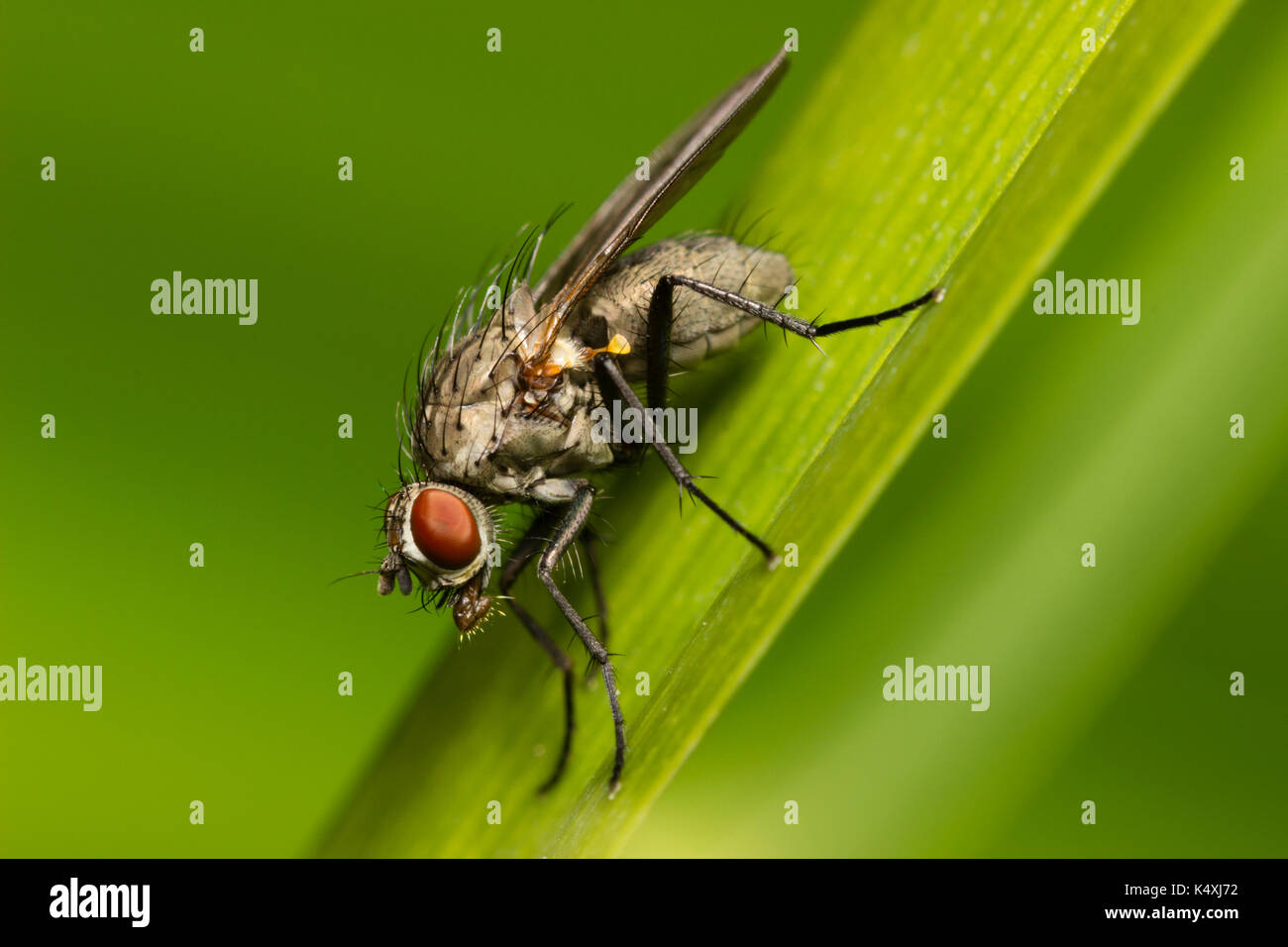 Retrato de la pequeña mosca doméstica, Helina Muscid reversio, un alimentador de polen más común en el sur de Inglaterra Foto de stock