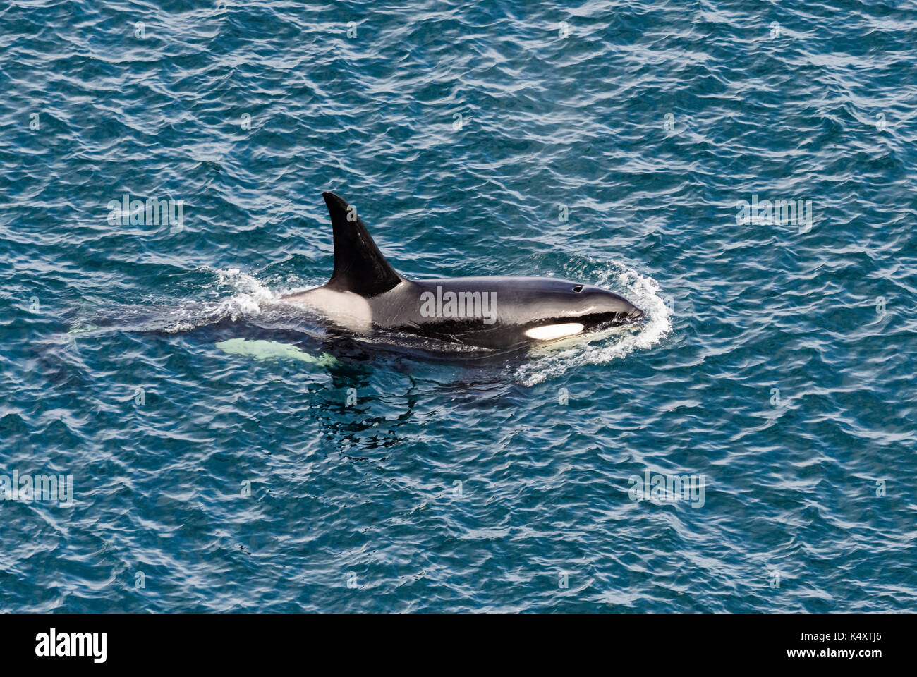 Orca (Orcinus orca, shetlands, reino unido Foto de stock