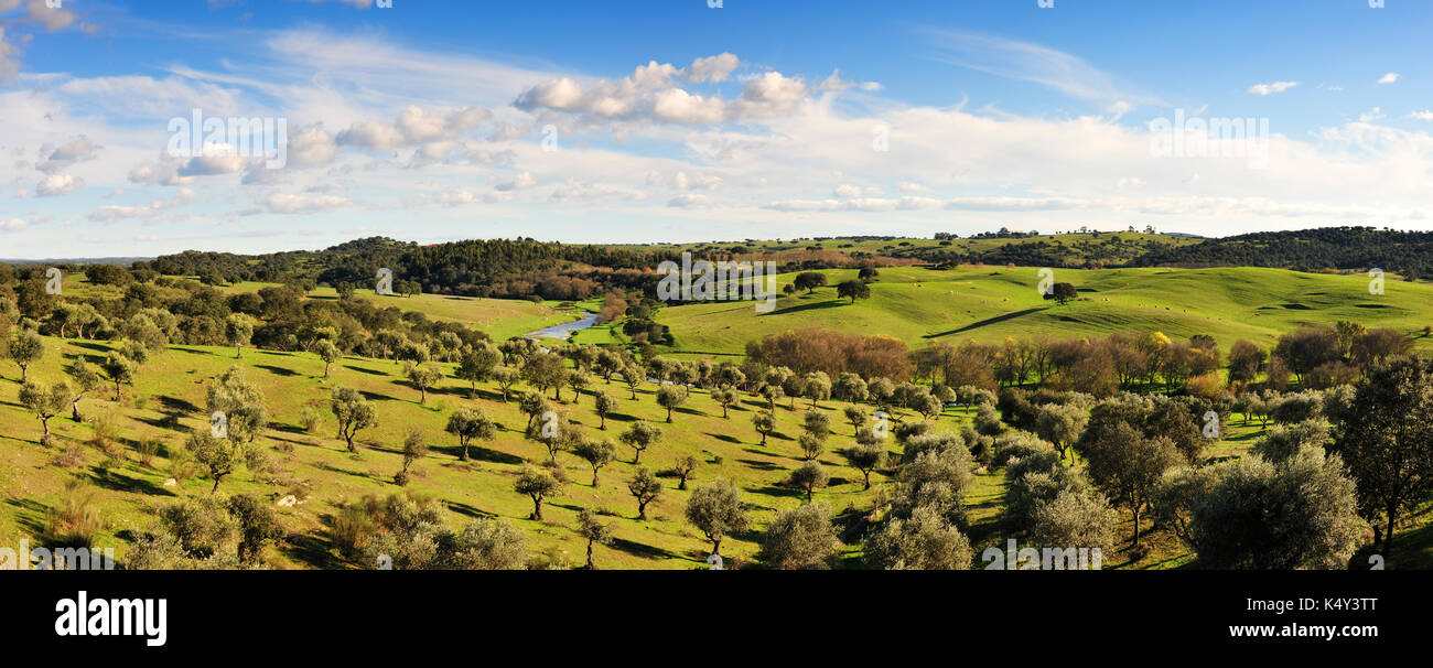 Los olivares cerca de Portalegre Alentejo, Portugal. Foto de stock