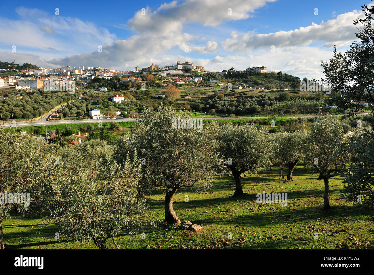 Los olivares cerca de Portalegre Alentejo, Portugal. Foto de stock