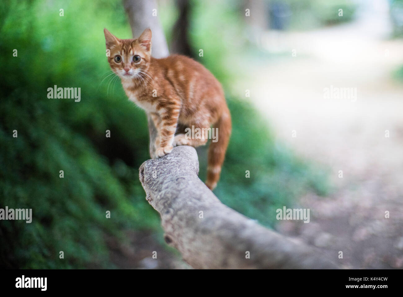 Naufragio Abundantemente lanzar Bigote gato perdido fotografías e imágenes de alta resolución - Alamy