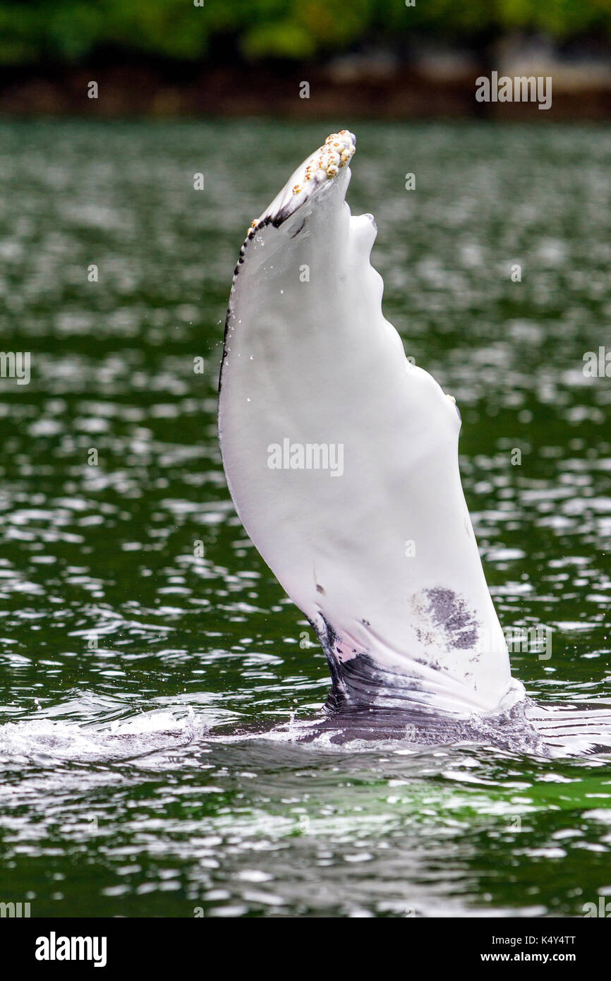 La ballena jorobada (Megaptera novaeangliae) flipper ondeando en Broughton archipiélago provincial fuera del parque marino de la isla de Vancouver, British Columbia, Canadá. Foto de stock