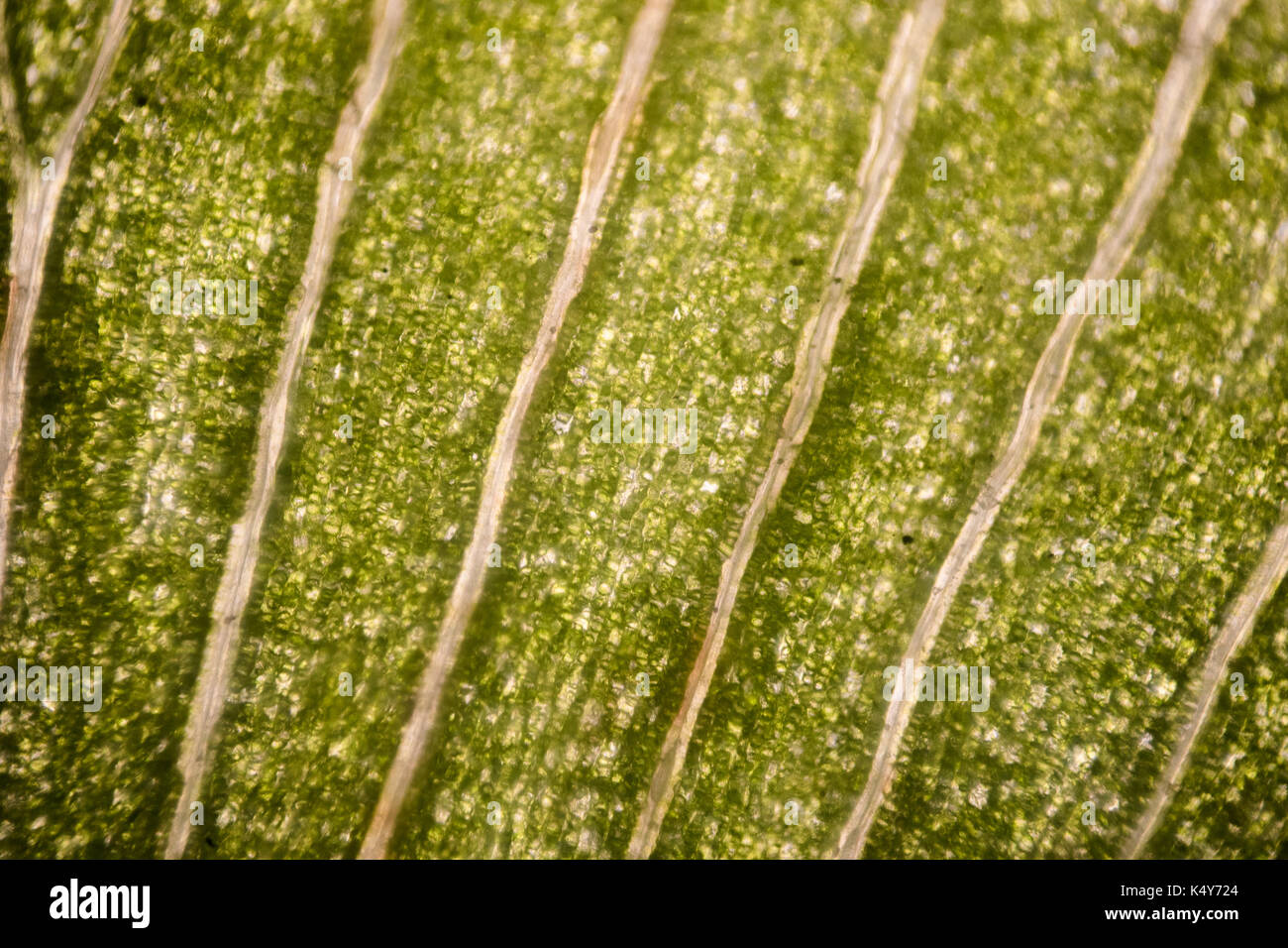 Las células de la hoja bajo microscopio. micrografía, hojas bajo un microscopio, órgano-produciendo oxígeno y dióxido de carbono, el proceso de la fotosíntesis Foto de stock