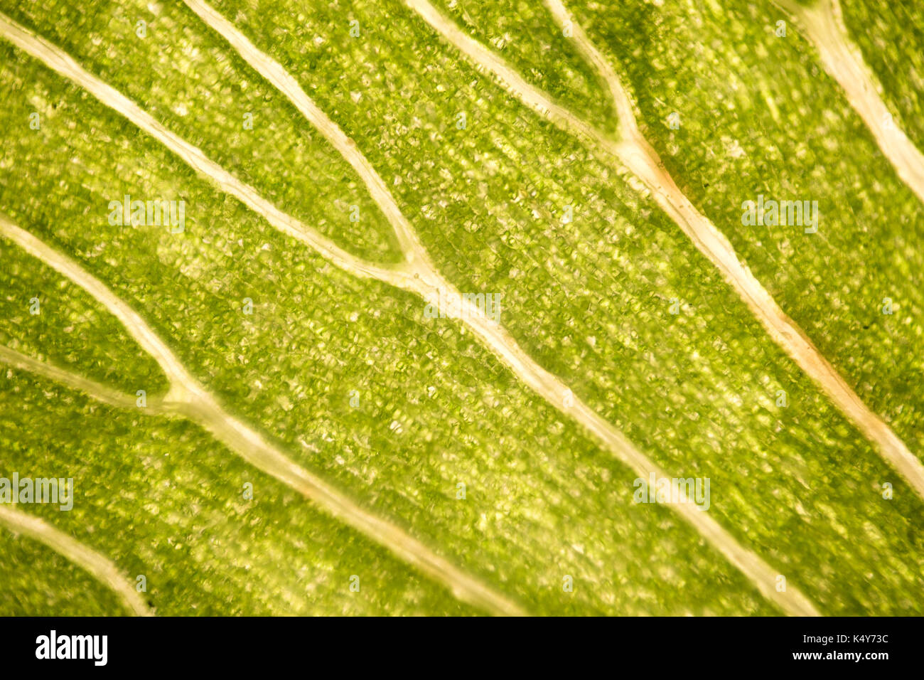 Las células de la hoja bajo microscopio. micrografía, hojas bajo un microscopio, órgano-produciendo oxígeno y dióxido de carbono, el proceso de la fotosíntesis Foto de stock