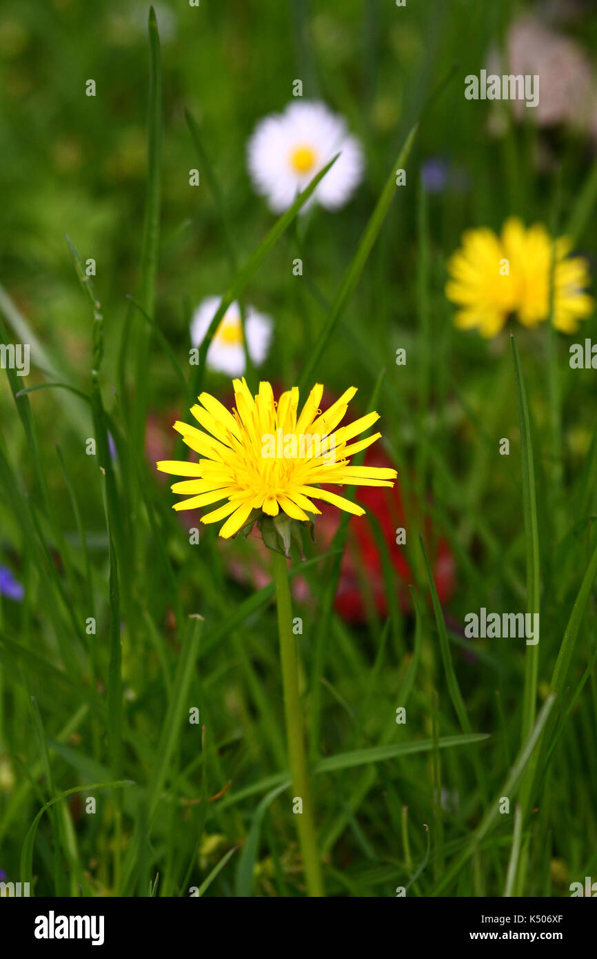 Flores de diente de león en un césped verde Foto de stock