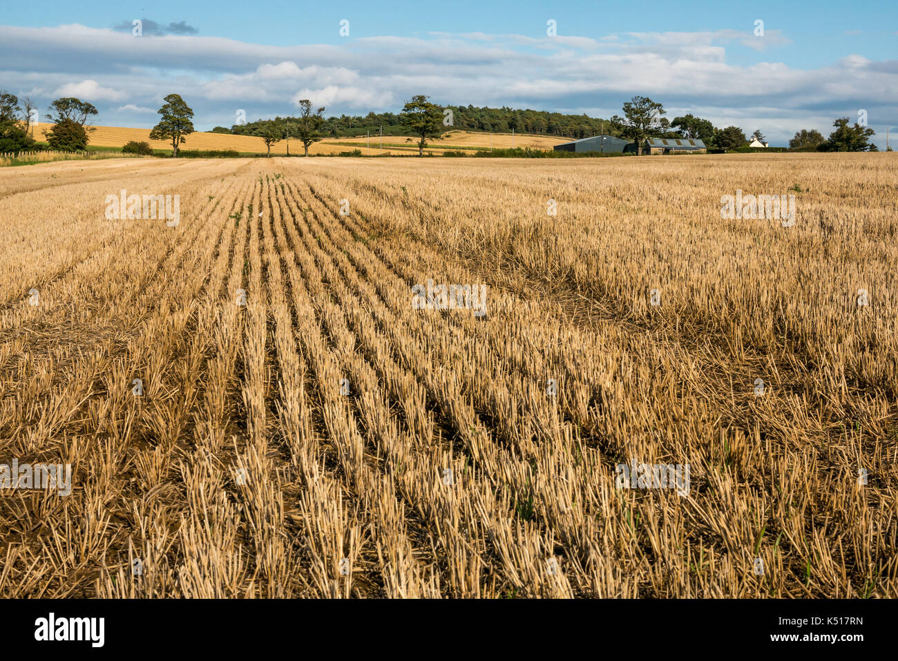 Paisaje de campo de cultivos de grano cosechado con lejanos edificios agrícolas, árboles y cielo azul en el paisaje agrícola rural, East Lothian, Escocia, Reino Unido Foto de stock