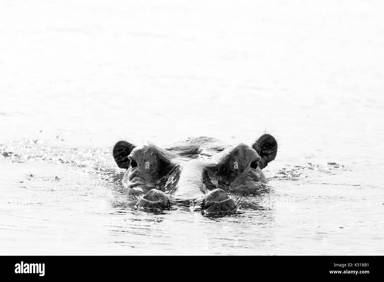 Hipopótamo (Hippopotamus amphibius) en el agua, mirando por encima de la superficie. fotografía en blanco y negro. El lago Mburo, Uganda Foto de stock