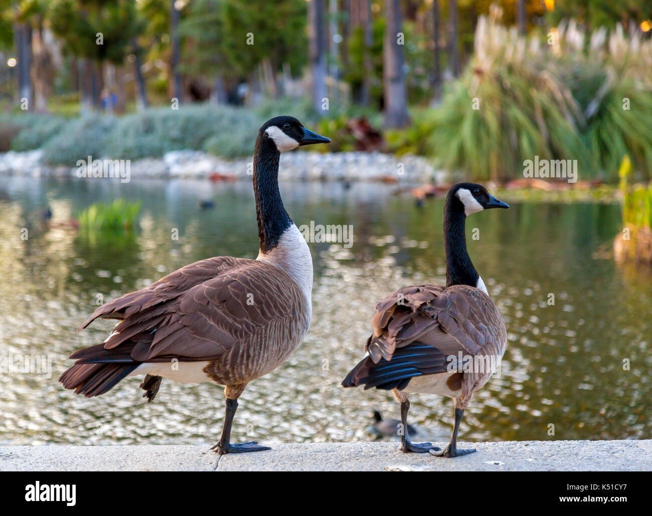 Gansos canadienses Foto de stock