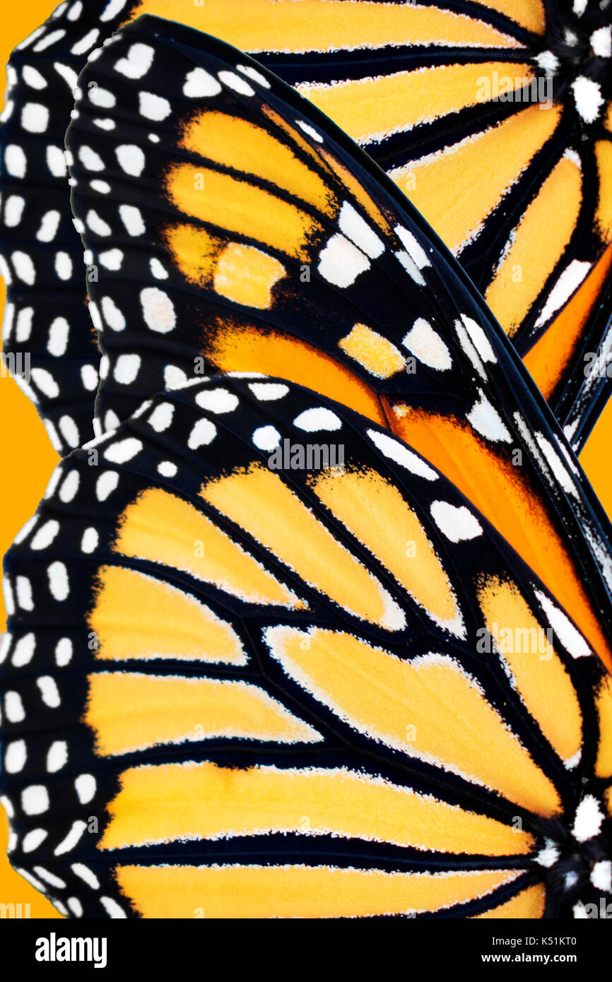 Mariposa monarca (Danaus plexippus) Patrón de ala de cerca. Foto de stock
