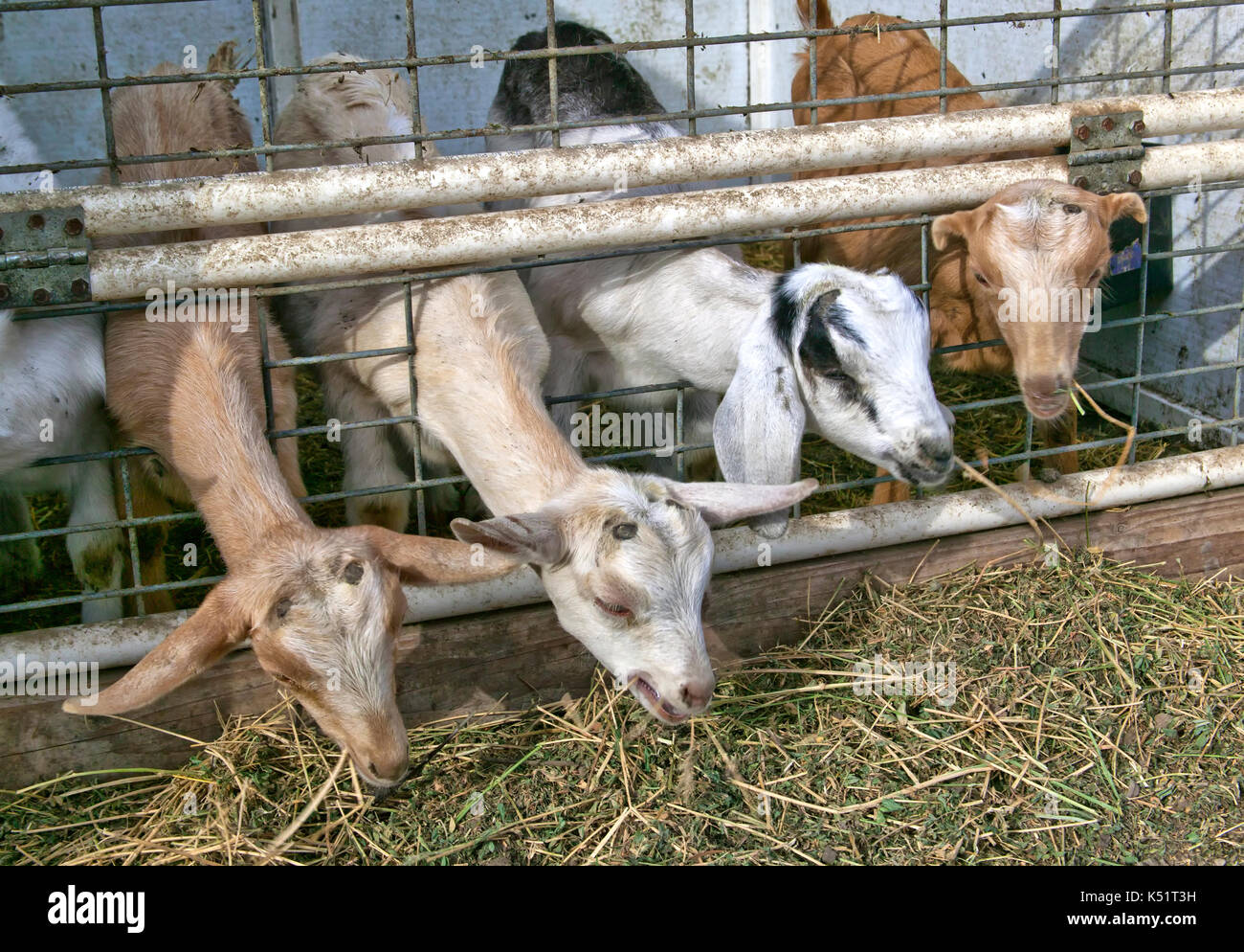 Niños, jóvenes cabras alimentándose de alfalfa, razas mixtas, granja de cabras lecheras. Foto de stock