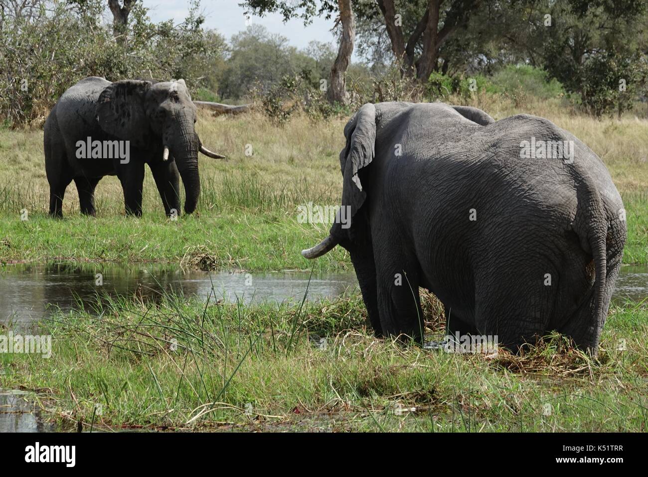 Dos elefantes africanos beber Foto de stock