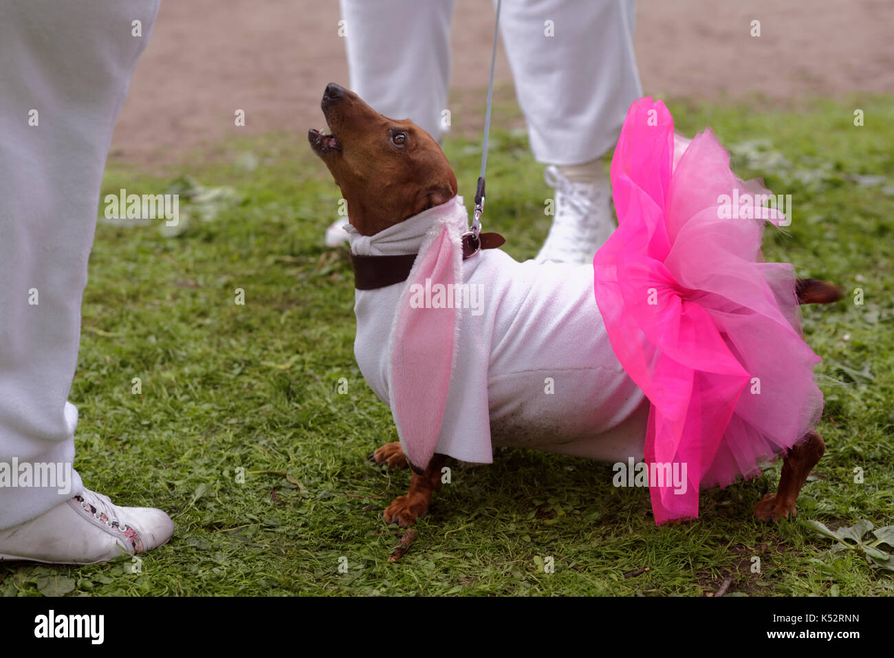 San Rusia - Mayo 28, 2016: Perro en traje durante el Teckel desfile. El tradicional festival está programada para el de la ciudad de Fotografía de - Alamy