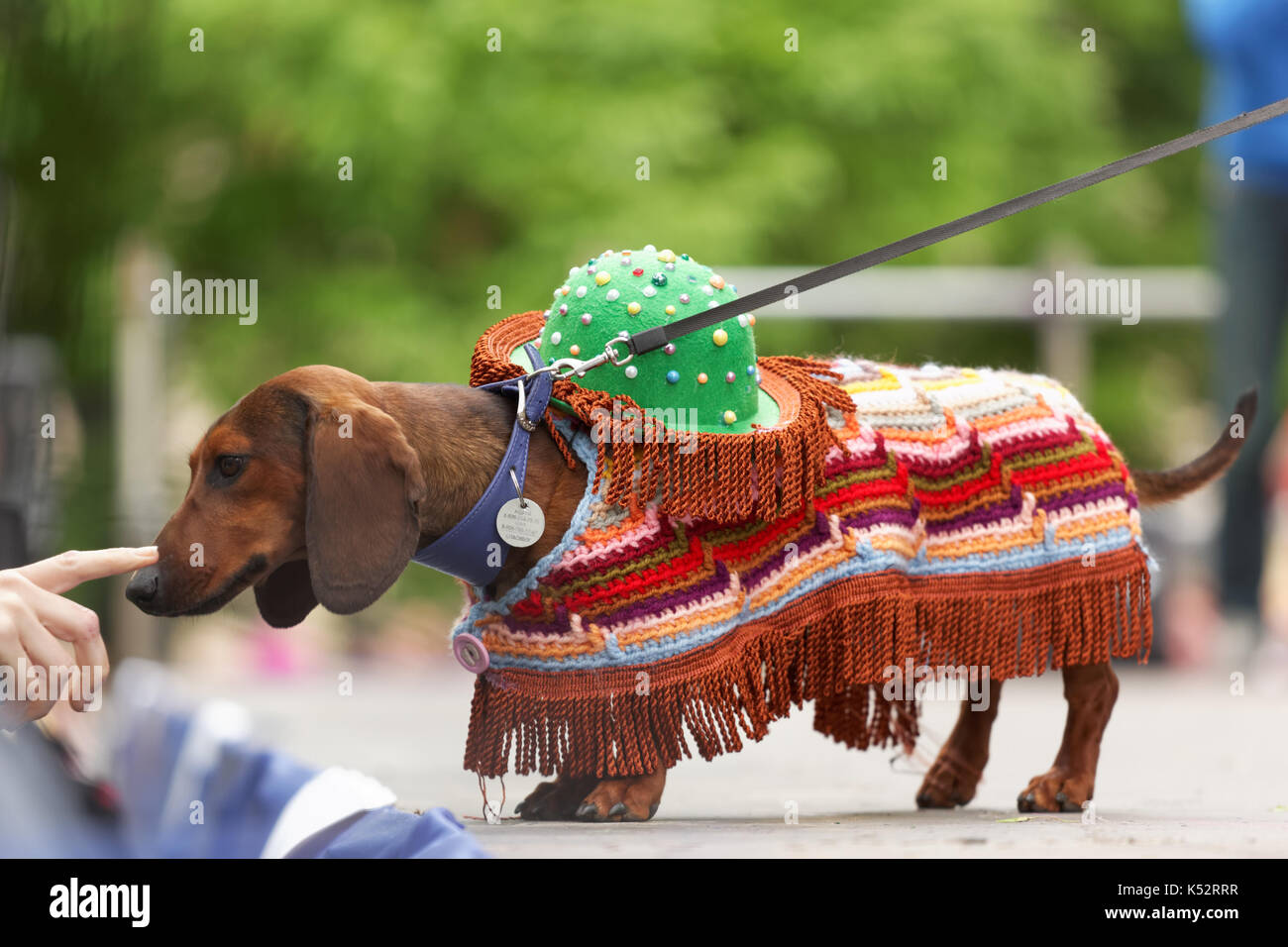 San Petersburgo, Rusia - Mayo 28, 2016: perro en América Latina durante el  desfile de disfraces teckel. el tradicional festival está programada para  el día de la ciudad de Fotografía de stock - Alamy
