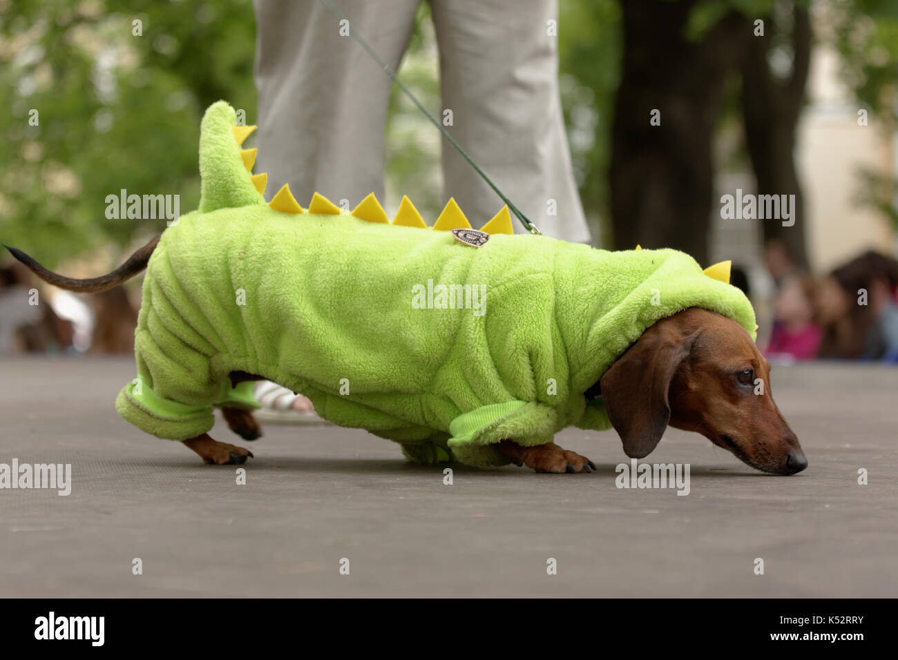 San Petersburgo, Rusia - Mayo 28, 2016: Perro en traje durante el Teckel  desfile. El tradicional festival está programada para el día de la ciudad  de Fotografía de stock - Alamy