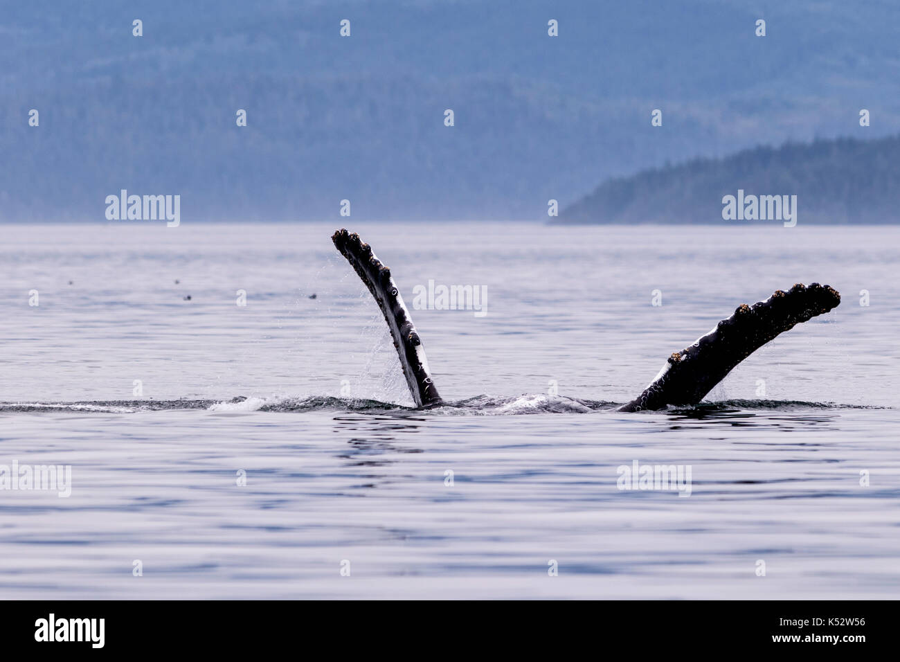 La ballena jorobada en la espalda saludando con sus aletas, broughton archipiélago provincial fuera del parque marino de la isla de Vancouver, British Columbia, Canadá. Foto de stock