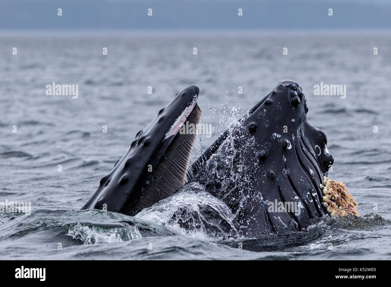 Lunge ballena humoback alimentando con la boca abierta en el archipiélago broughton provincial fuera del parque marino de la isla de Vancouver, British Columbia, Canadá. Foto de stock