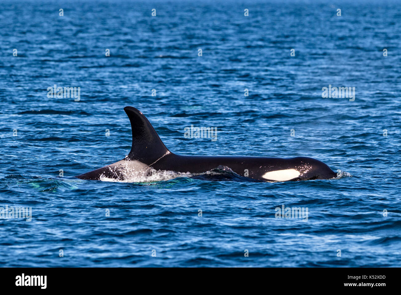Residente del norte orca pod viajando en el estrecho Queen Charlotte en el norte de la isla de Vancouver, British Columbia, Canadá. Foto de stock