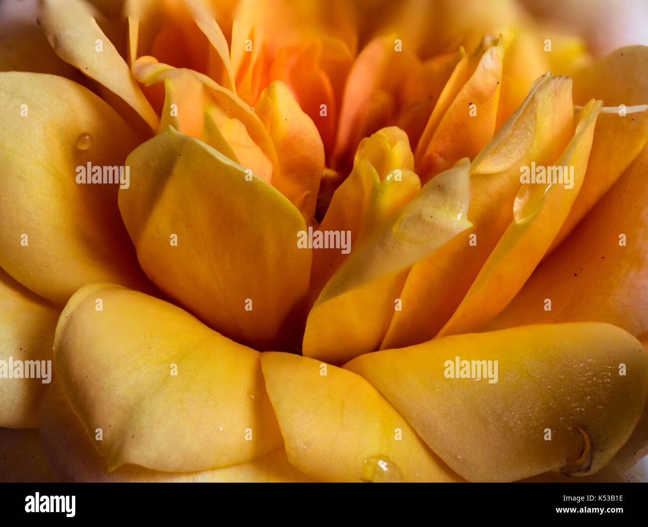 Fotografía de un apilado foco amarillo, naranja y rosa roja flor, macro closeup, mostrando detalles de pétalos y centro Foto de stock