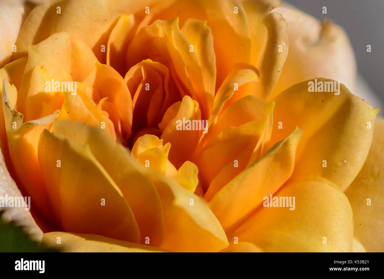 Fotografía de un apilado foco amarillo, naranja y rosa roja flor, macro closeup, mostrando detalles de pétalos y centro Foto de stock