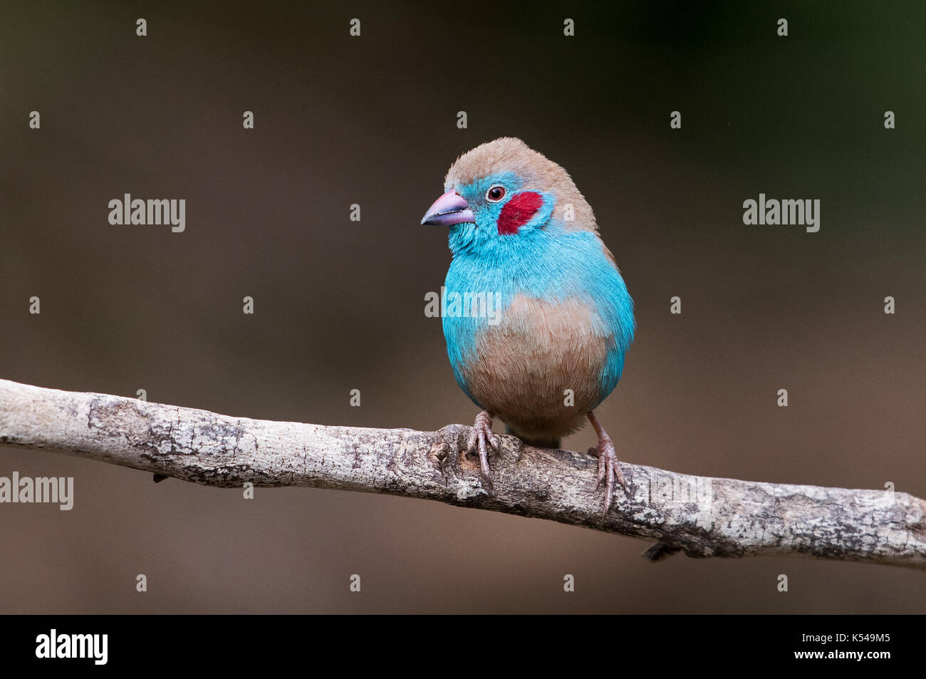 Rojo-cheeked cordon-bleu Foto de stock