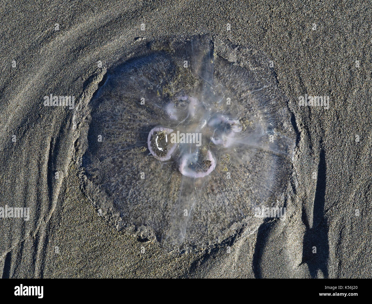 Medusa Luna (Aurelia sp.) en la playa de un océano en el oeste de WA, EE.UU. Foto de stock