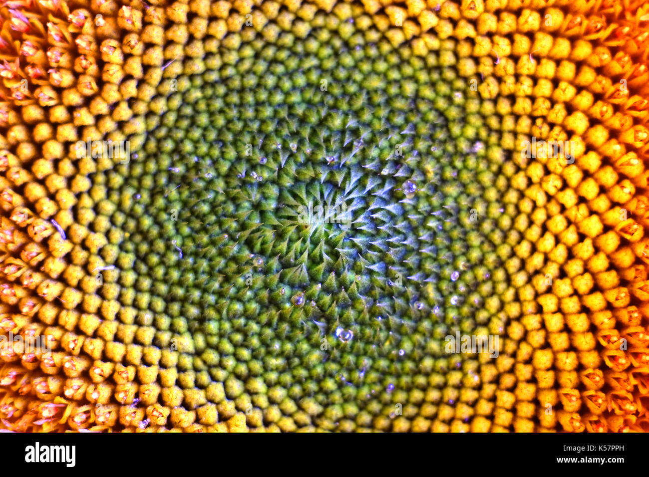Cerca de la cabeza de semillas de girasol Foto de stock