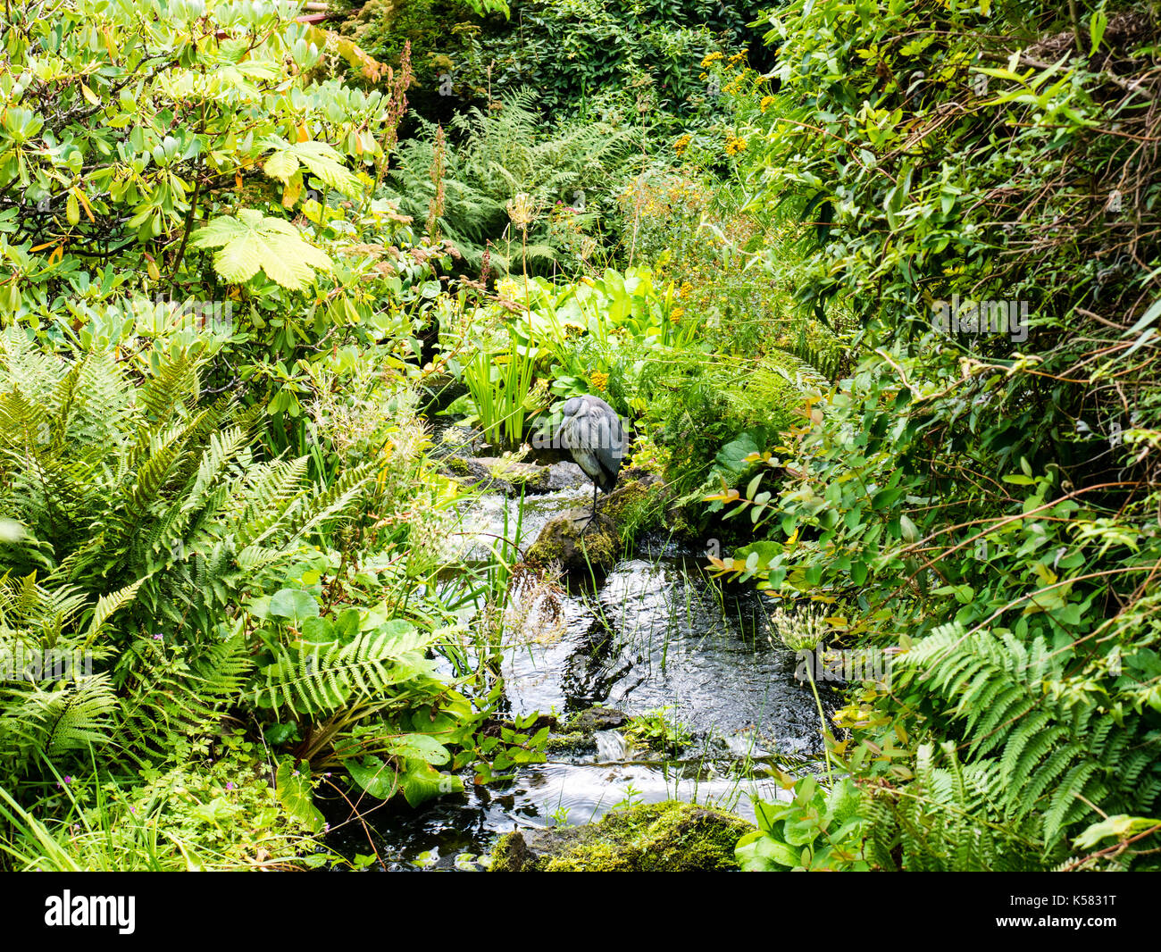 Heron, Hillside chino, Royal Botanic Garden Edimburgo, Edimburgo, Escocia, Reino Unido, GB. Foto de stock