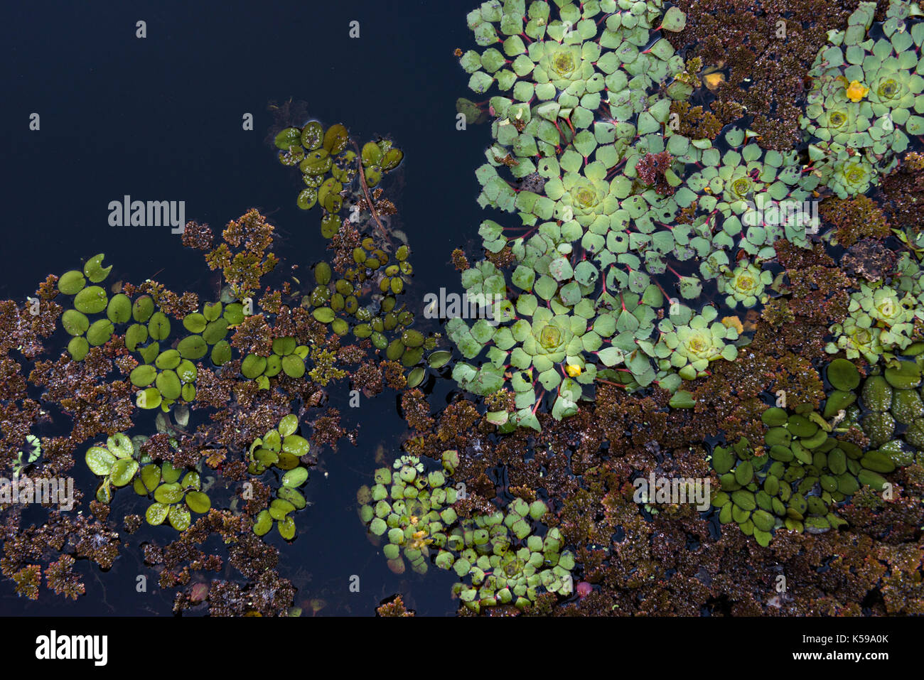 Variada vegetación flotante en Río Negro, en el sur de Pantanal, Brasil Foto de stock