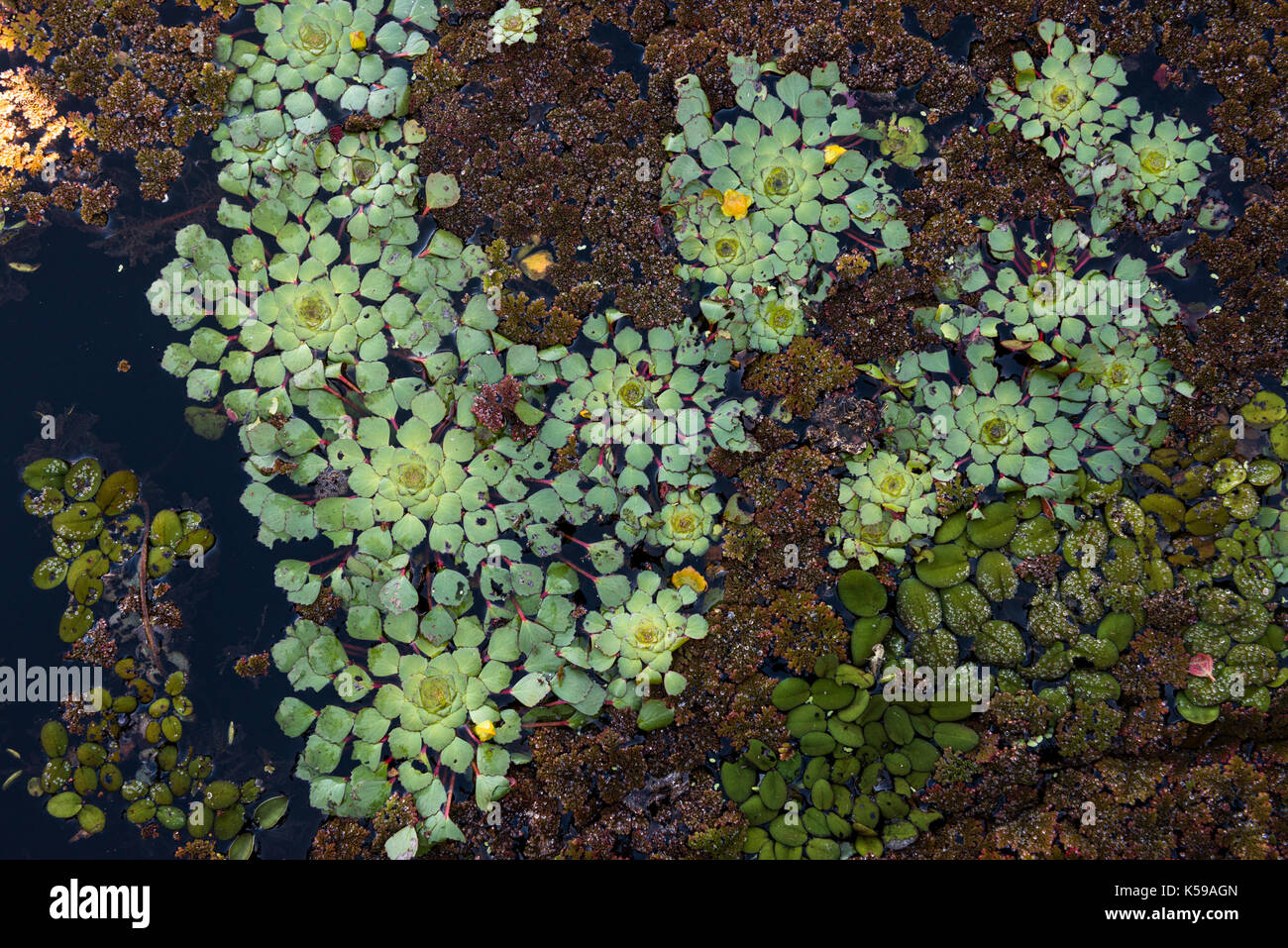 Variada vegetación flotante en Río Negro, en el sur de Pantanal, Brasil Foto de stock