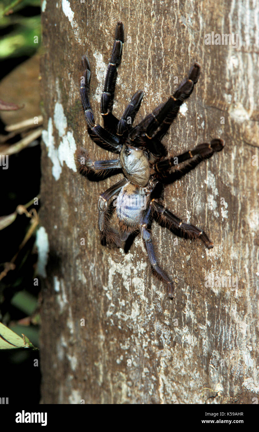 Tarantula, sp., desconocida: la familia Theraphosidae, aboreal en árbol, Sabah borneo Foto de stock