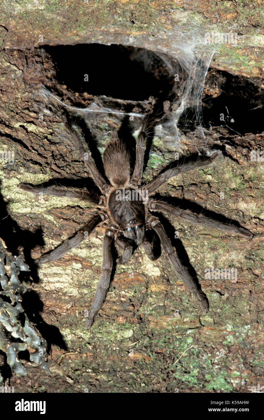 Tarantula, sp., desconocida: la familia Theraphosidae, aboreal por nido el agujero de árbol, Sabah borneo Foto de stock